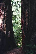 Twin redwoods/Ĝemelaj sekvojoj